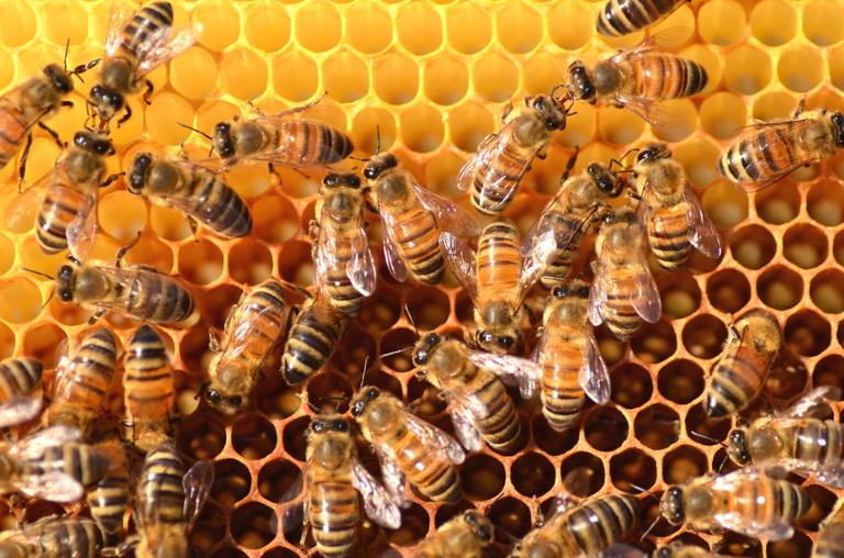Main image of article How Hive Can Fulfill Your Big Data Needs