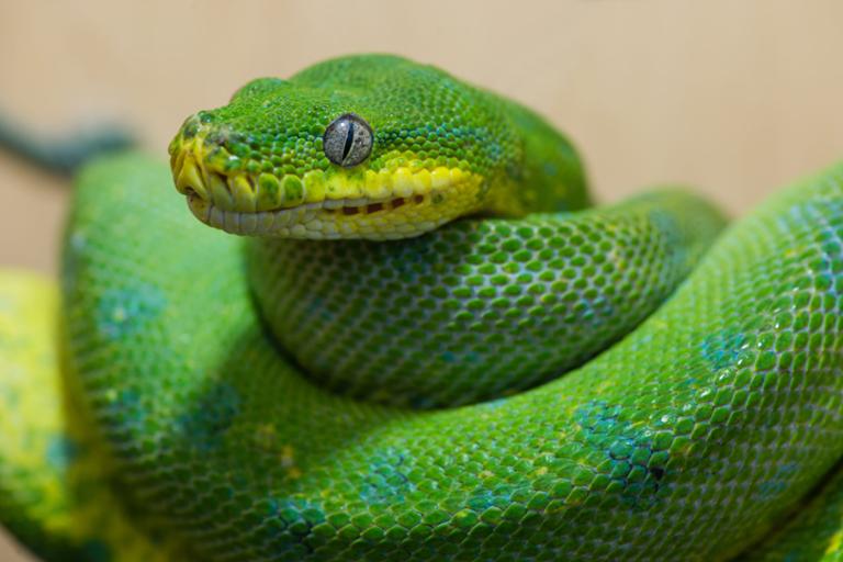 Main image of article Python 3.7.0: Five New Features to Learn and Explore