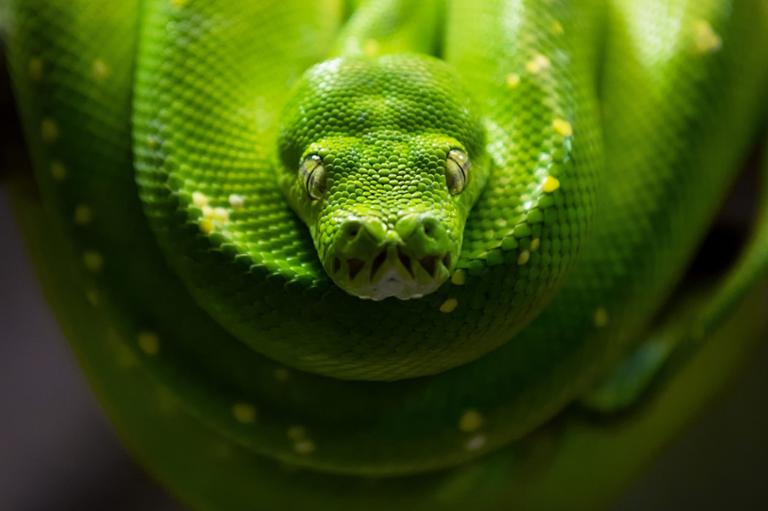 Main image of article Python: World's Fastest-Growing Programming Language?