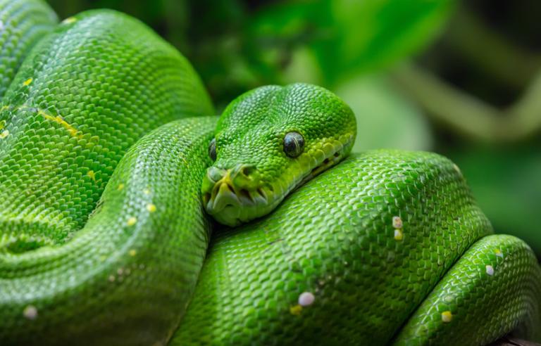 Main image of article Python Now Has a Steering Committee: What That Means for You