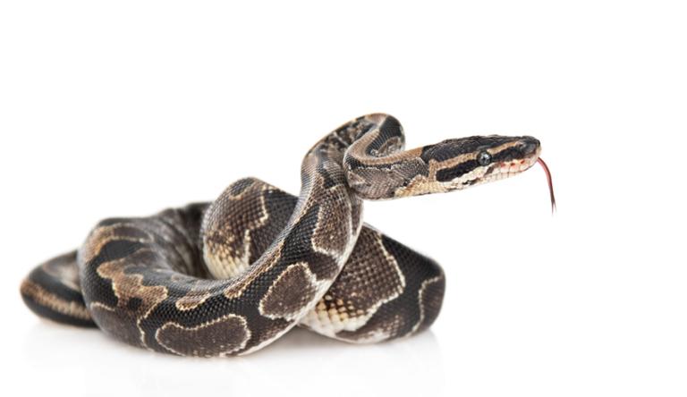 Main image of article Python Slithers Its Way Back Up TIOBE Index Rankings