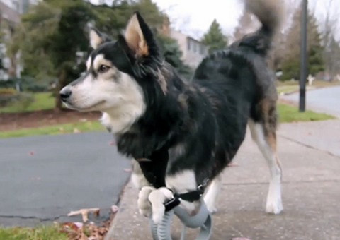 Go to article Watch This Dog Run Thanks to 3-D Printing