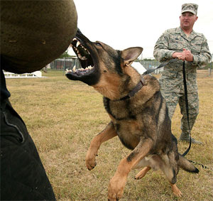 Guard Dog Attacking