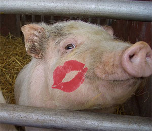 Pig Kiss
