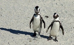 linux penguins on beach