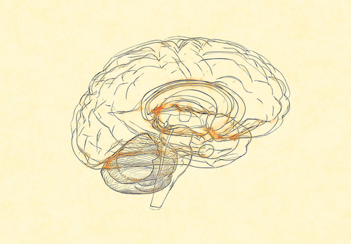 Hand sketch of a brain