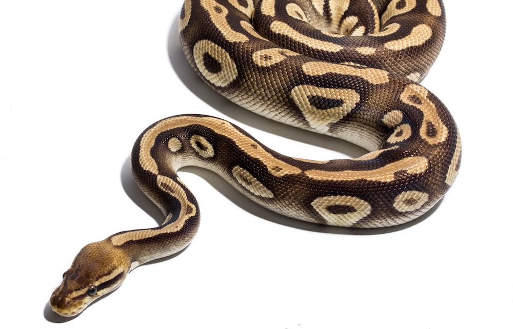 % python The Python